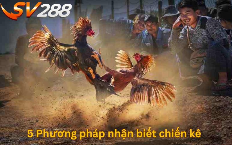 5 Phương pháp nhận biết chiến kê