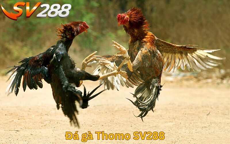 Đá gà Thomo SV288