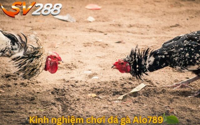 Kinh nghiệm chơi đá gà Alo789