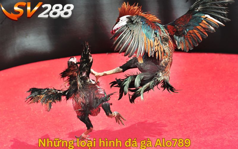 Những loại hình đá gà Alo789