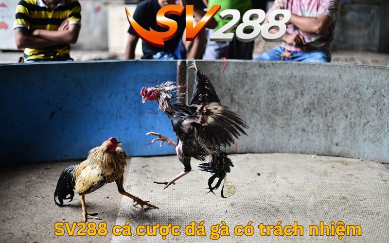 SV288 cá cược đá gà có trách nhiệm